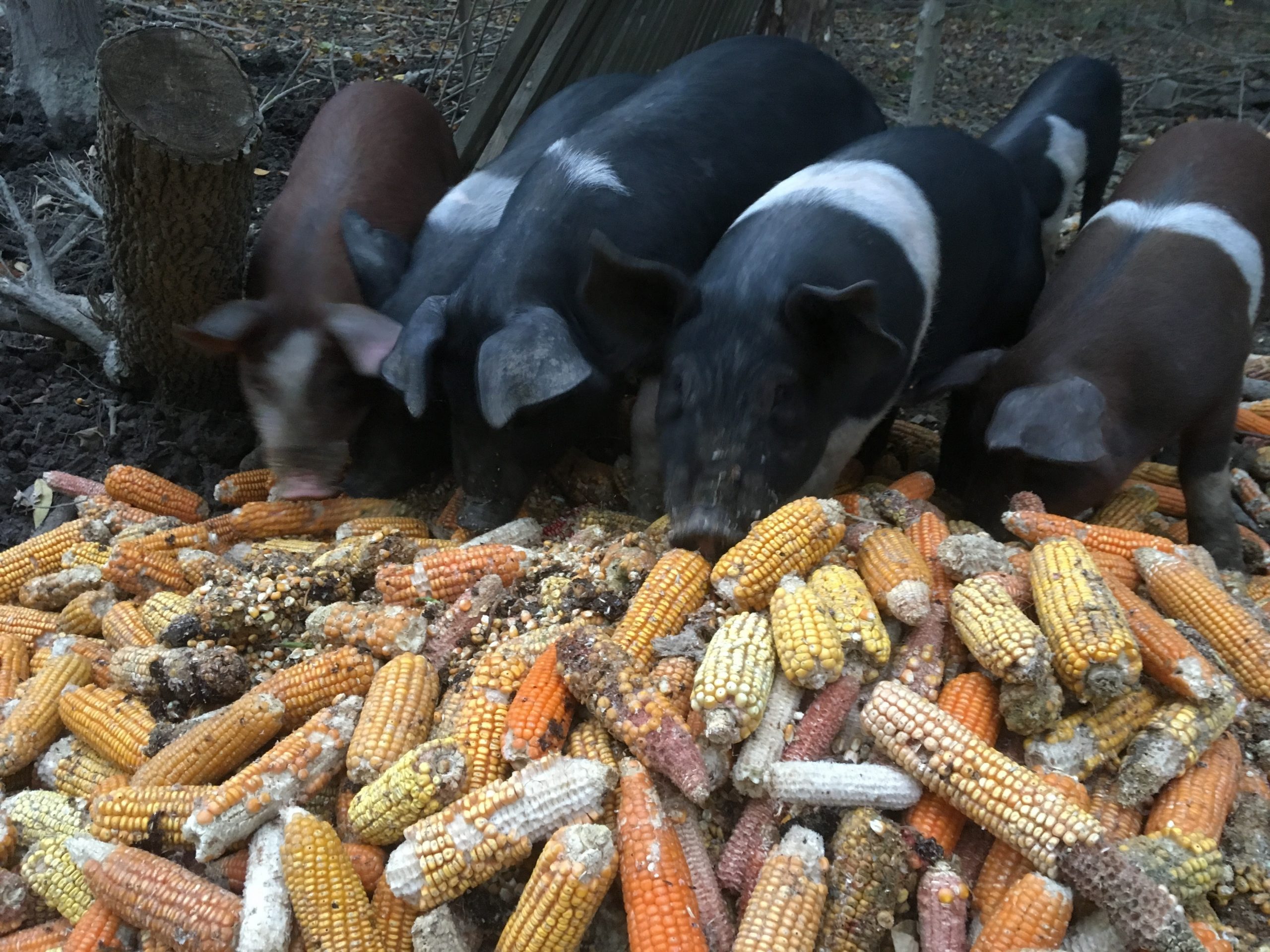 Raising Backyard Hogs: A Beginners Guide